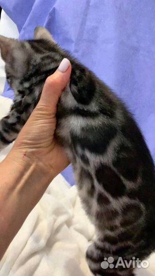 Шикарный бенгальский мальчик Угольное Серебро