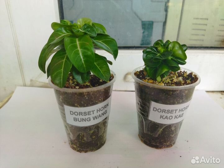 Адениум dorset horn (барашки)