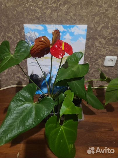 Горшочные цветы