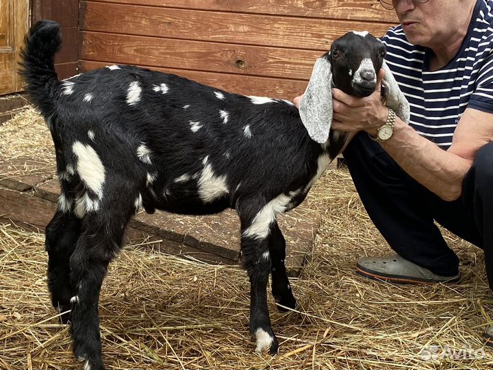 Нубийские козы и козлята