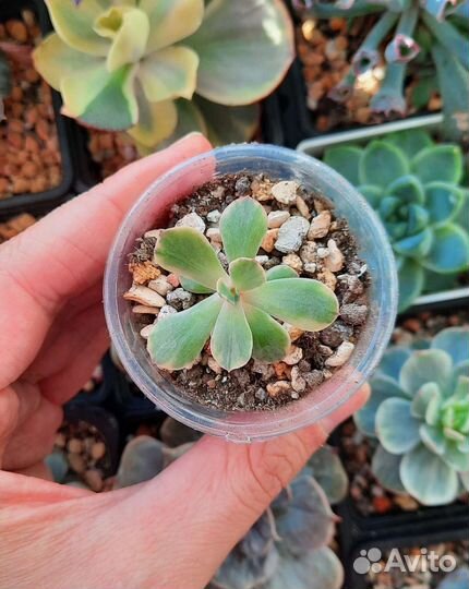 Редкие суккуленты часть 2