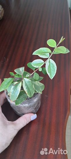 Мирт крупнолистный вариегатный, эхмея, гемантус