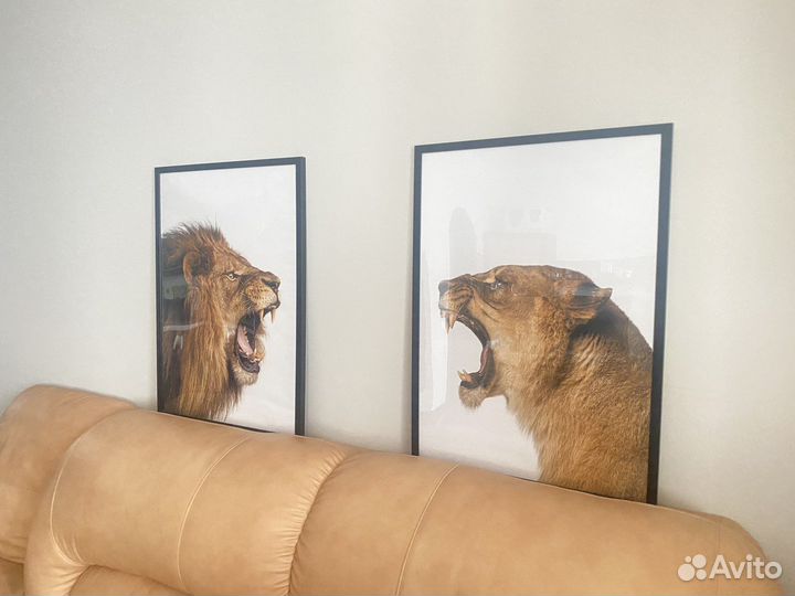 Постер картина из Hoff Лев и Львица