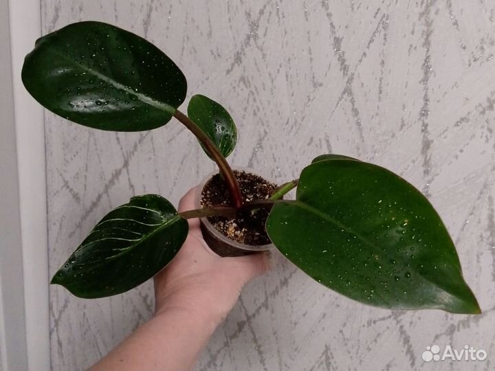 Филодендрон