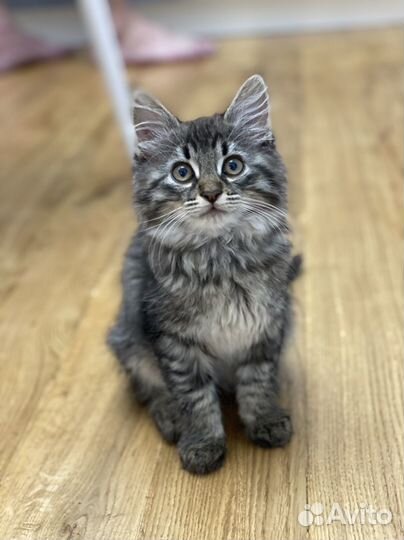 Котенок в добрые руки