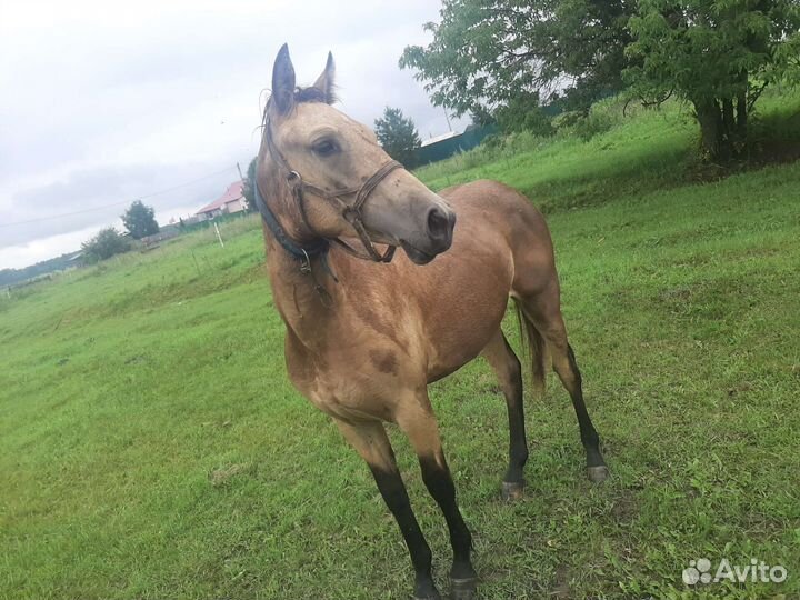 Лошадь Башкирская