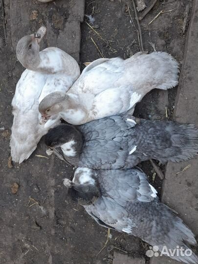 Индоутки мускусные тяжёлая линия