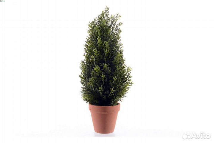 Туя западная Даника в горшке Р9