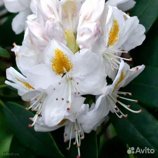 Рододендрум Мадам Массон