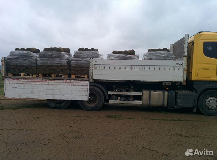 Элитный рулонный газон в Чеховском районе