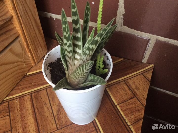 Композиция из кактусов(суккулентов) и др