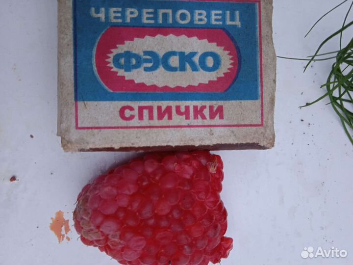 Саженцы малины