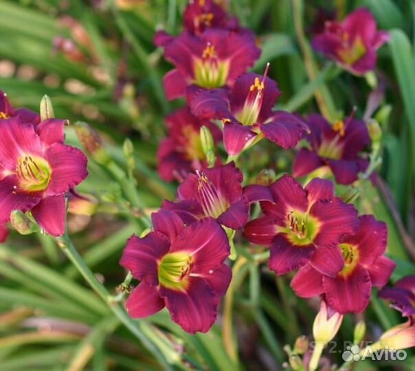 Лилейник пардон ми для любимого сада