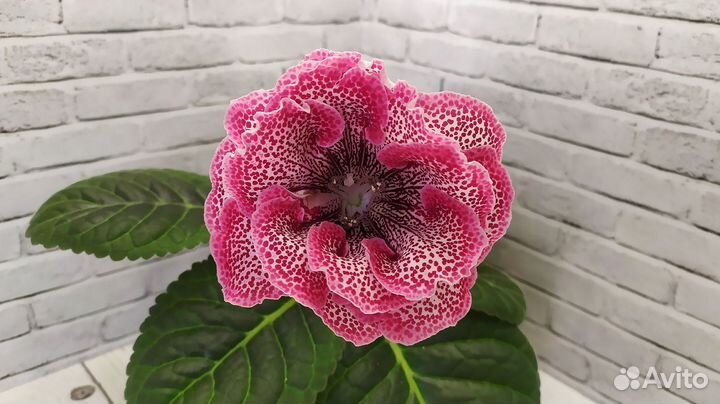 Глоксинии клубни