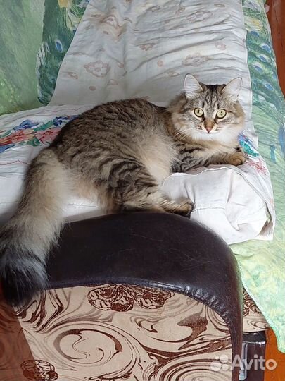 Кошечка Муха в добрые руки