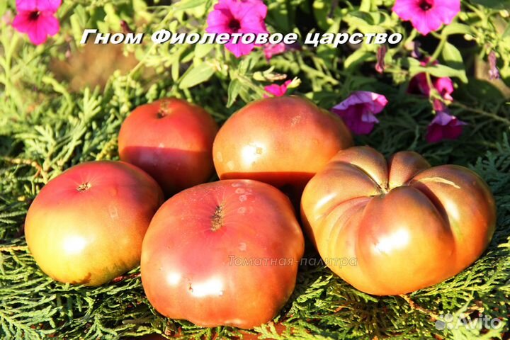 Набор коллекционных семян 