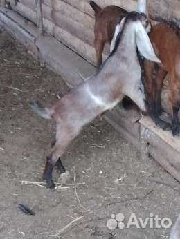 Нубийские козлики