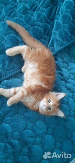 Котята мейн куны