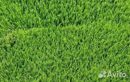 Газон от производителя