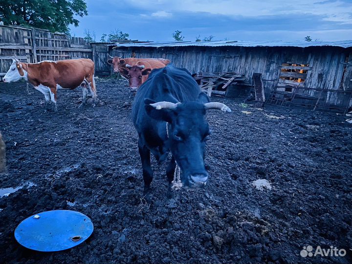 Дойная корова