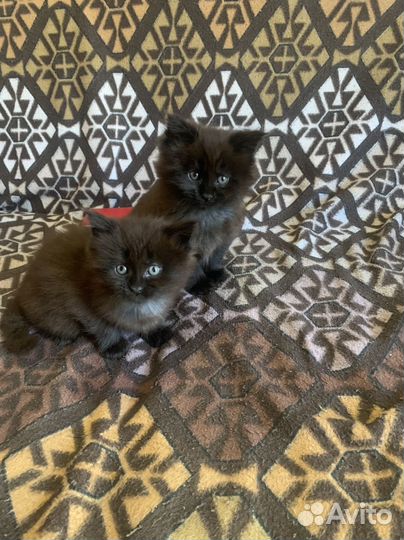 Котята мейн-кун