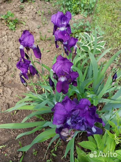 Цветы многолетники