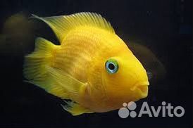 Попугаи желтые