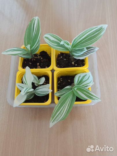 Комнатные цветы, фикусы, традесканции, юкка