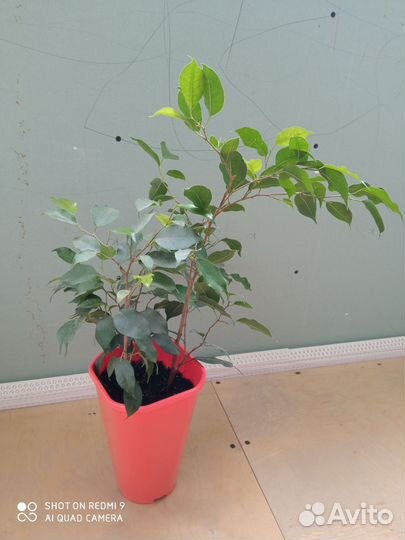 Бенджамина