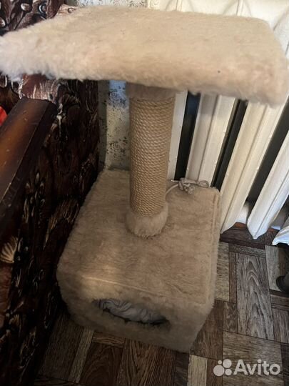 Котята бесплатно