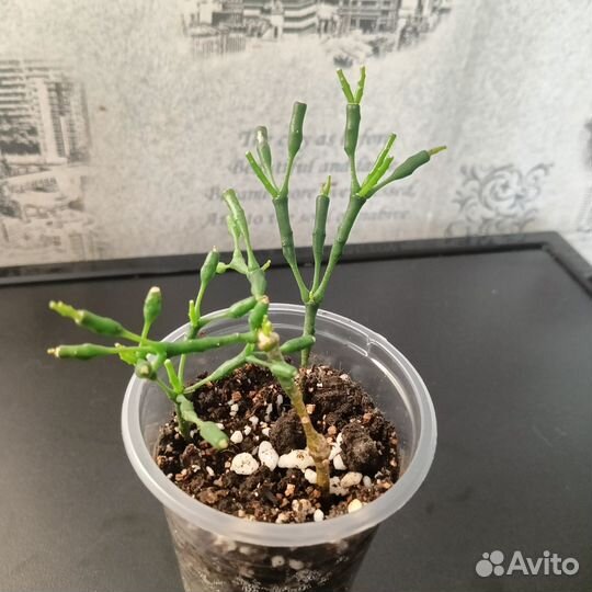 Хатиора солеросовая