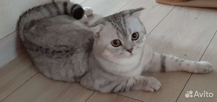 Британский кот вязка