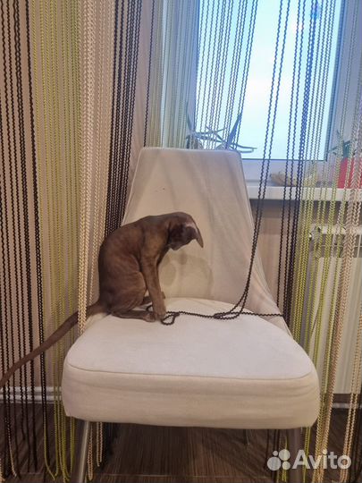 Ориентальные котята