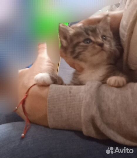 Котёнок девочка в добрые руки