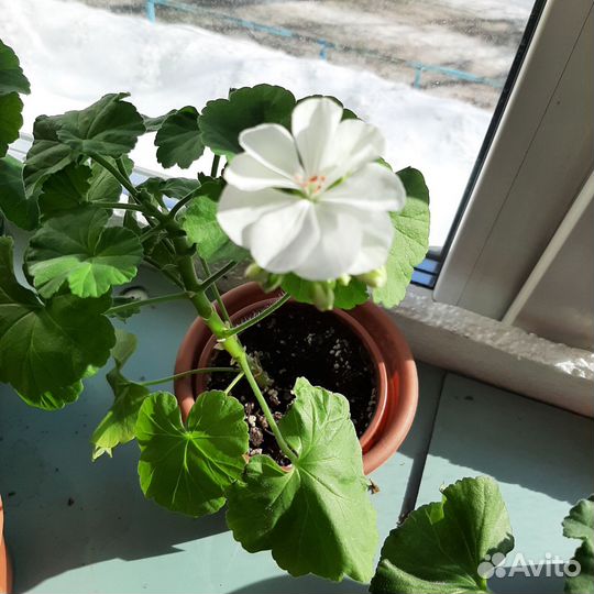 Пеларгония сортовая