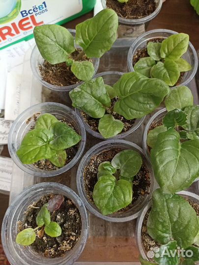 Гербера комнатная