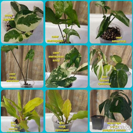 Филы и другие цветы