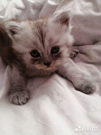 Котенок в добрые руки