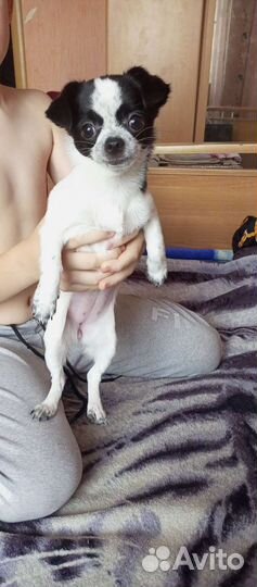 Чихуахуа мини