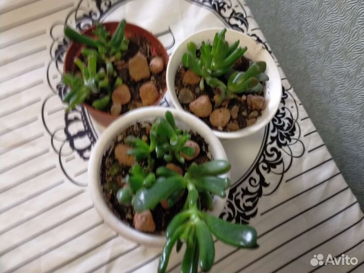 Крассула хоббит