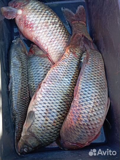 Свежая рыба сазан