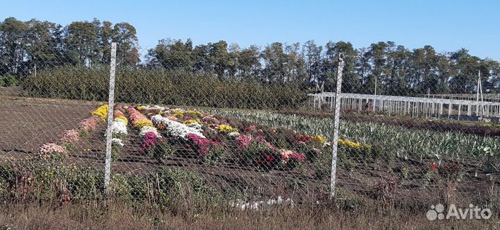 Готовый бизнес, питомник растений