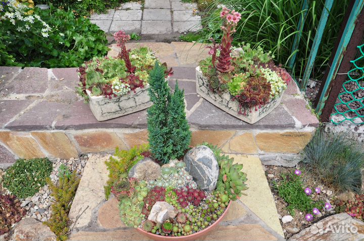 Молодило. Каменная Роза