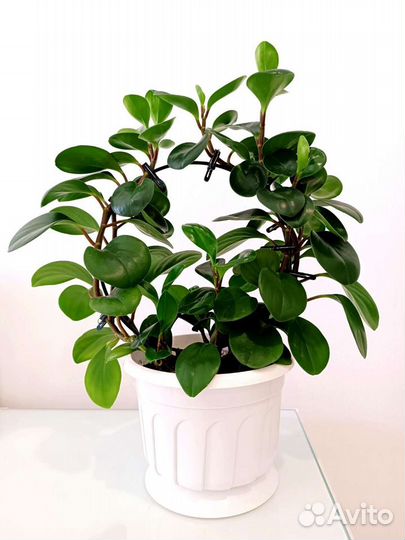 Пеперомия туполистная