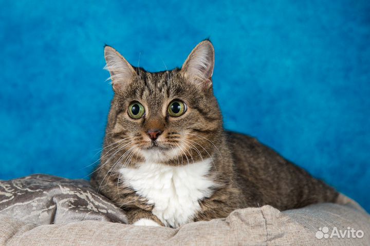 Кошечка Муся в добрые руки