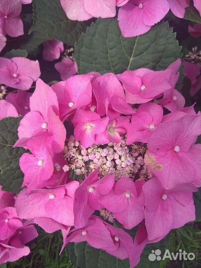 Гортензия крупнолистная