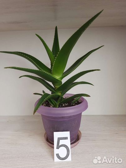 Алоэ сортовое декоративное