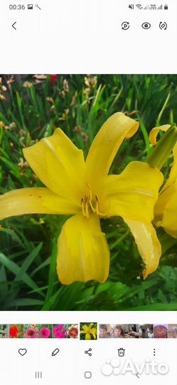 Лилейники и хосты