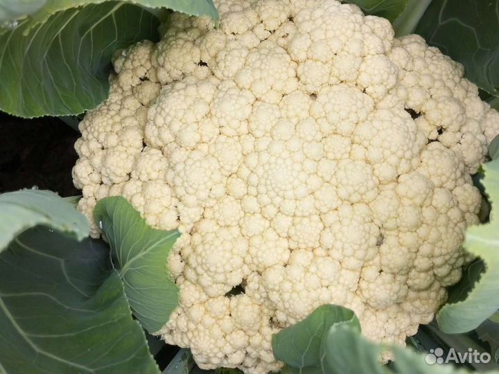 Капуста цветная белокочанная на заколки морковь