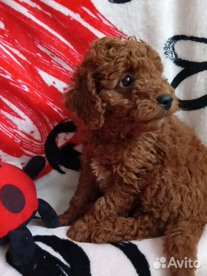 Карликовый пудель